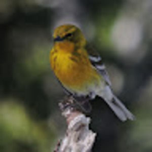 Meet your Posher, Janet